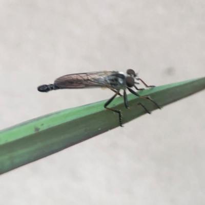 Cerdistus sp. (genus) (Slender Robber Fly) at Molonglo Valley, ACT - 20 Jan 2022 by AndyRussell