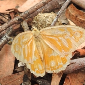 Heteronympha merope at Acton, ACT - 23 Jan 2022