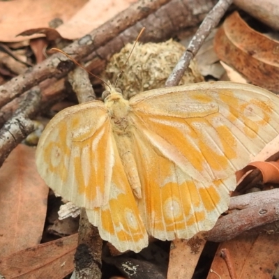 Heteronympha merope (Common Brown Butterfly) at Acton, ACT - 22 Jan 2022 by HelenCross