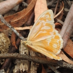 Heteronympha merope at Acton, ACT - 23 Jan 2022