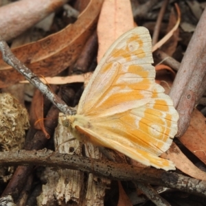 Heteronympha merope at Acton, ACT - 23 Jan 2022