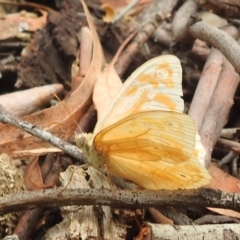 Heteronympha merope at Acton, ACT - 23 Jan 2022