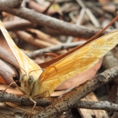 Heteronympha merope at Acton, ACT - 23 Jan 2022