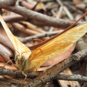 Heteronympha merope at Acton, ACT - 23 Jan 2022