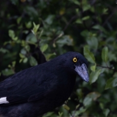 Strepera graculina (Pied Currawong) at Jerrabomberra, NSW - 20 Nov 2021 by MarkT