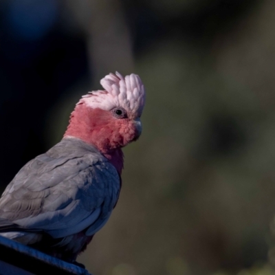 Eolophus roseicapilla (Galah) at Jerrabomberra, NSW - 30 Dec 2021 by MarkT