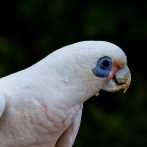 Cacatua sanguinea at Jerrabomberra, NSW - suppressed