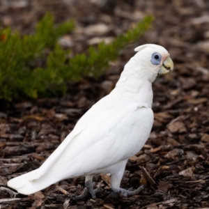 Cacatua sanguinea at Jerrabomberra, NSW - suppressed