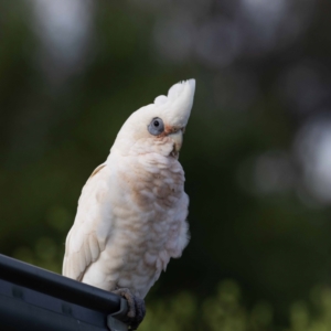 Cacatua sanguinea at Jerrabomberra, NSW - suppressed