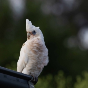 Cacatua sanguinea at Jerrabomberra, NSW - suppressed