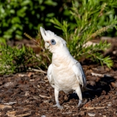 Cacatua sanguinea (Little Corella) at Jerrabomberra, NSW - 13 Jan 2022 by MarkT