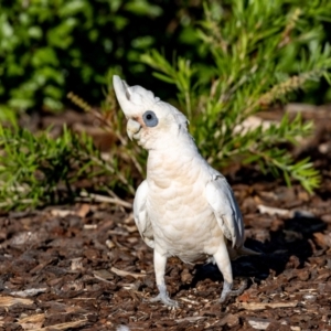 Cacatua sanguinea at Jerrabomberra, NSW - suppressed