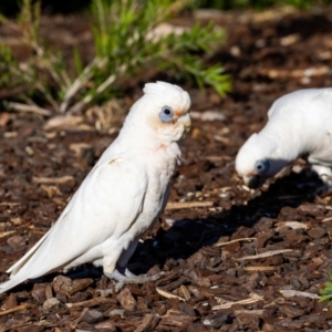 Cacatua sanguinea at Jerrabomberra, NSW - suppressed