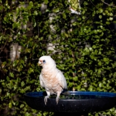 Cacatua sanguinea at Jerrabomberra, NSW - suppressed