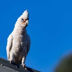 Cacatua sanguinea at Jerrabomberra, NSW - suppressed