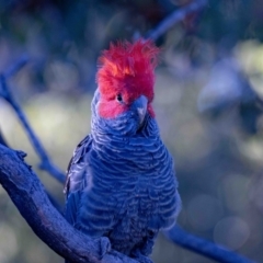 Callocephalon fimbriatum (Gang-gang Cockatoo) at Aranda Bushland - 8 Nov 2021 by MarkT