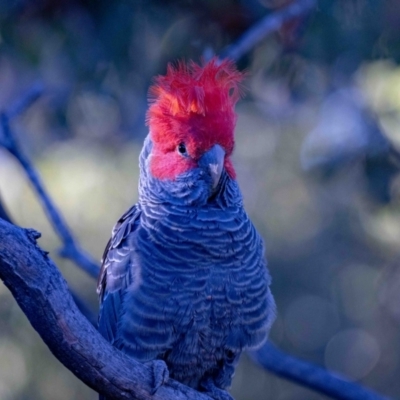 Callocephalon fimbriatum (Gang-gang Cockatoo) at Aranda, ACT - 8 Nov 2021 by MarkT