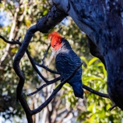 Callocephalon fimbriatum at Aranda, ACT - suppressed