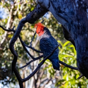 Callocephalon fimbriatum at Aranda, ACT - suppressed