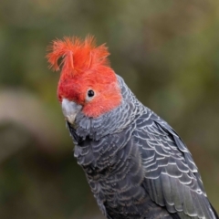 Callocephalon fimbriatum (Gang-gang Cockatoo) at Aranda Bushland - 6 Nov 2021 by MarkT