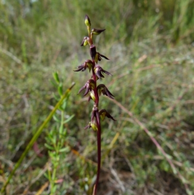 Corunastylis rufa (Red Midge Orchid) at Queanbeyan West, NSW - 23 Jan 2022 by Paul4K