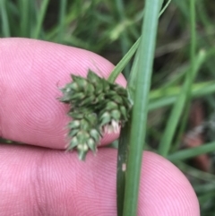 Carex inversa (Knob Sedge) at O'Malley, ACT - 21 Jan 2022 by Tapirlord