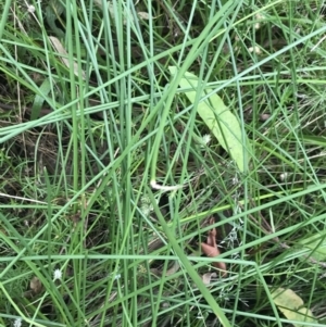 Carex inversa at O'Malley, ACT - 21 Jan 2022