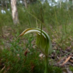 Diplodium reflexum (Dainty Greenhood) at Queanbeyan West, NSW - 23 Jan 2022 by Paul4K