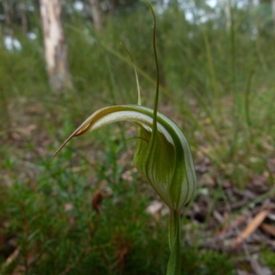 Diplodium reflexum (Dainty Greenhood) at Queanbeyan West, NSW - 22 Jan 2022 by Paul4K