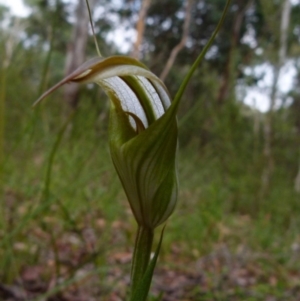 Diplodium reflexum at Queanbeyan West, NSW - suppressed