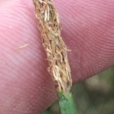 Eleocharis acuta (Common Spike-rush) at Red Hill Nature Reserve - 21 Jan 2022 by Tapirlord