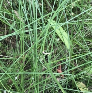 Eleocharis acuta at Garran, ACT - 21 Jan 2022