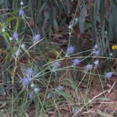 Eryngium ovinum (Blue Devil) at Blue Gum Point to Attunga Bay - 22 Jan 2022 by ConBoekel