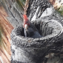 Callocephalon fimbriatum (Gang-gang Cockatoo) at ANBG - 22 Jan 2022 by HelenCross