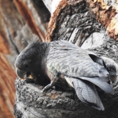 Callocephalon fimbriatum at Acton, ACT - suppressed