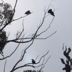 Callocephalon fimbriatum at Acton, ACT - suppressed