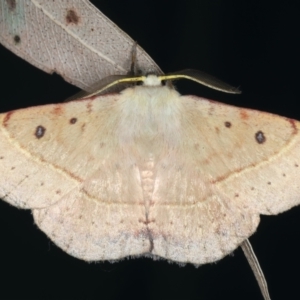 Anthela acuta at Lilli Pilli, NSW - 22 Jan 2022 10:20 PM