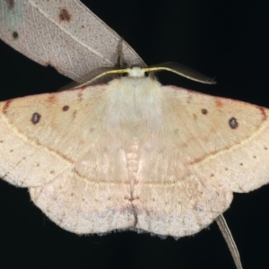 Anthela acuta at Lilli Pilli, NSW - 22 Jan 2022