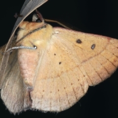 Anthela acuta at Lilli Pilli, NSW - 22 Jan 2022