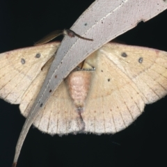 Anthela acuta at Lilli Pilli, NSW - 22 Jan 2022