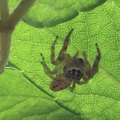 Opisthoncus grassator (Jumping spider) at McKellar, ACT - 23 Jan 2022 by Kalay