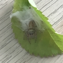 Opisthoncus grassator at McKellar, ACT - 23 Jan 2022