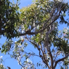 Daphoenositta chrysoptera (Varied Sittella) at Wingecarribee Local Government Area - 21 Jan 2022 by PDL08