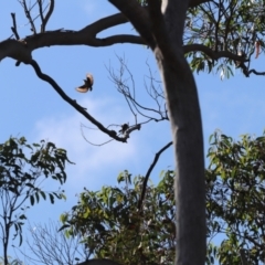 Daphoenositta chrysoptera at Woodlands, NSW - 22 Jan 2022