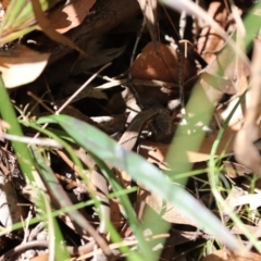 Acritoscincus platynotus (Red-throated Skink) at Woodlands, NSW - 22 Jan 2022 by PDL08