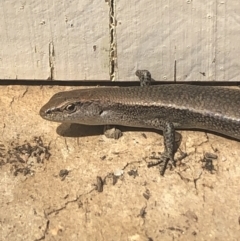 Lampropholis delicata at Belconnen, ACT - 23 Jan 2022