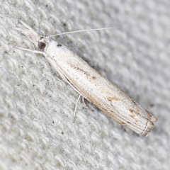 Culladia cuneiferellus (Crambinae moth) at O'Connor, ACT - 16 Jan 2022 by ibaird