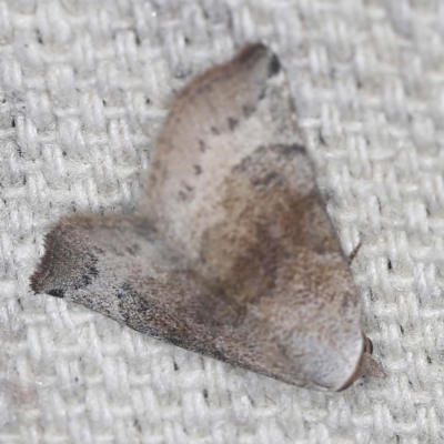 Mataeomera mesotaenia (Large Scale Moth) at O'Connor, ACT - 16 Jan 2022 by ibaird