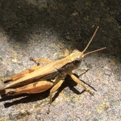Phaulacridium vittatum (Wingless Grasshopper) at McKellar, ACT - 23 Jan 2022 by Kalay