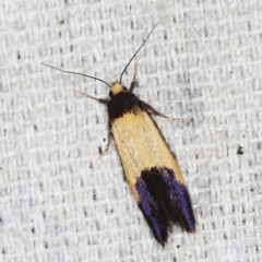 Eulechria heliophanes (A Concealer moth) at O'Connor, ACT - 15 Jan 2022 by ibaird